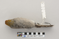 Pinicola enucleator image