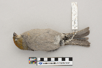 Pinicola enucleator image