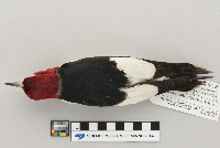 Melanerpes erythrocephalus image