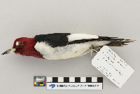 Melanerpes erythrocephalus image