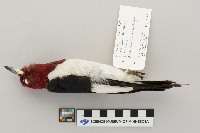 Melanerpes erythrocephalus image