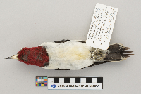 Melanerpes erythrocephalus image