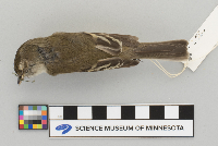 Empidonax minimus image