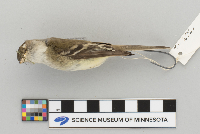 Empidonax minimus image