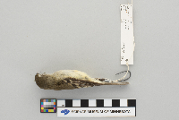 Empidonax minimus image