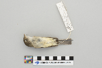 Empidonax minimus image