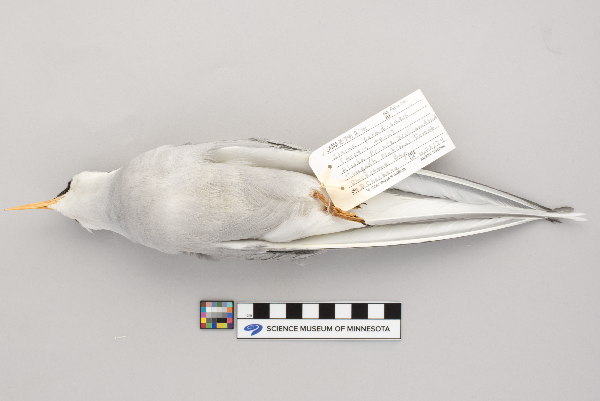 Sterna paradisaea image