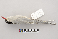 Sterna paradisaea image