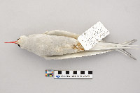 Sterna paradisaea image