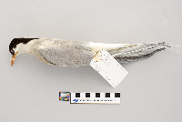 Sterna paradisaea image