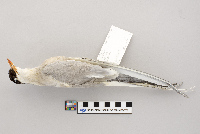 Sterna paradisaea image