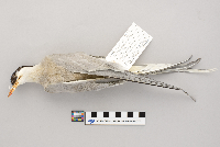 Sterna paradisaea image