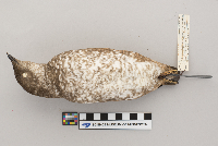 Brachyramphus marmoratus image