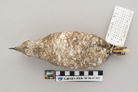 Brachyramphus marmoratus image