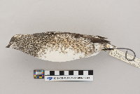 Brachyramphus marmoratus image