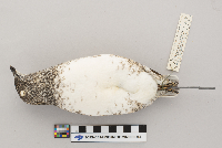 Brachyramphus marmoratus image