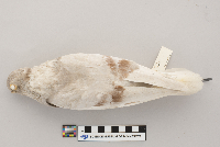 Columba livia image