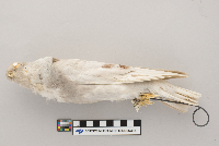 Columba livia image