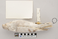 Columba livia image