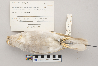 Columba livia image