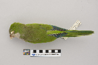 Myiopsitta monachus image