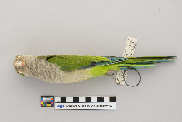 Myiopsitta monachus image