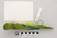 Myiopsitta monachus image