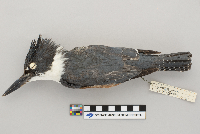Ceryle alcyon image
