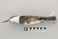Ceryle alcyon image