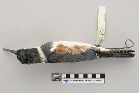 Ceryle alcyon image