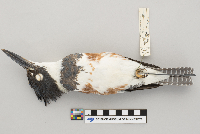 Ceryle alcyon image