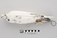 Columba livia image