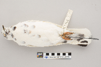 Columba livia image