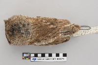 Thumbnail image of current specimen
