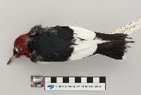 Melanerpes erythrocephalus image