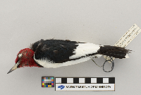 Melanerpes erythrocephalus image