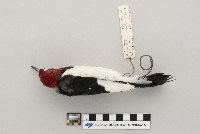 Melanerpes erythrocephalus image