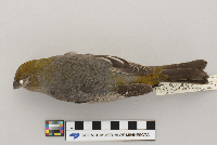 Pinicola enucleator image