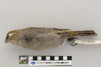 Pinicola enucleator image