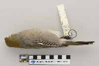 Pinicola enucleator image