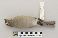 Pinicola enucleator image