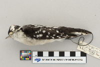 Picoides pubescens image