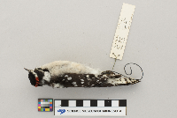 Picoides pubescens image