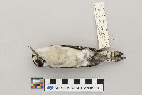 Picoides pubescens image