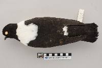 Columba livia image