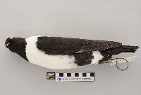 Columba livia image