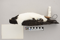 Columba livia image