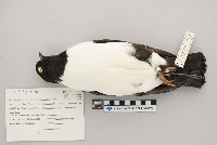 Columba livia image