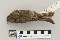 Carpodacus purpureus image