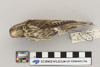 Carpodacus purpureus image